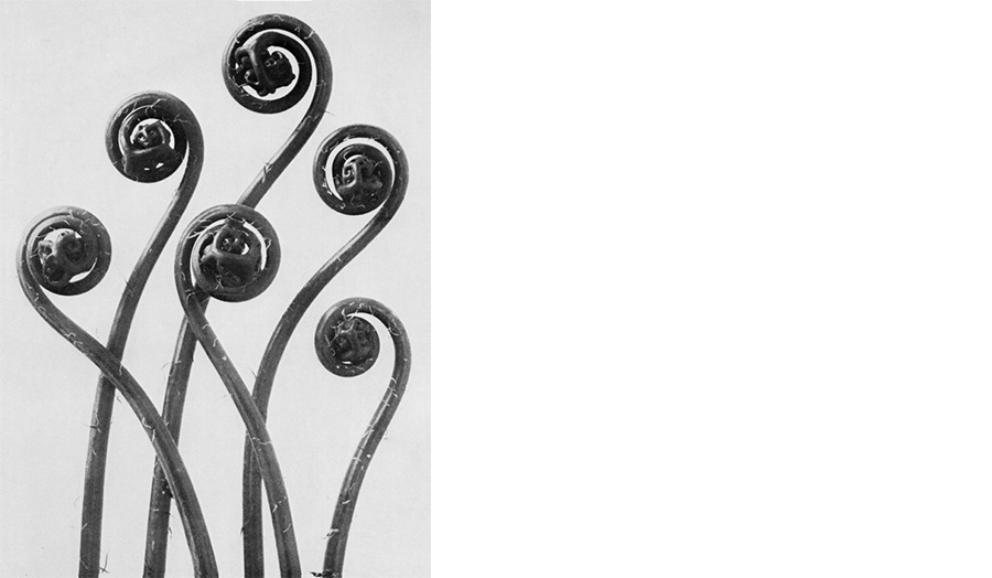 Black and white photo of 6 curled fern fronds